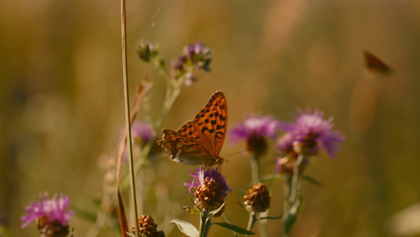 Monarch butterfly sitting on the flower head in the garden. close-up shot