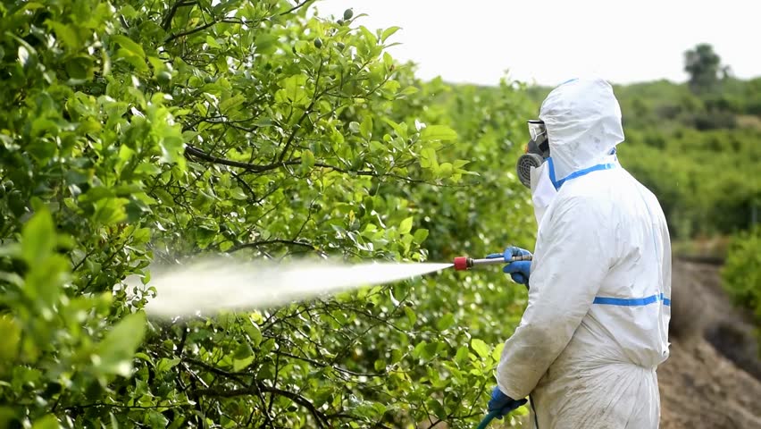 Weed control spray fumigation. Industrial chemical agriculture. Man spraying toxic pesticides, pesticide, insecticides on fruit lemon growing plantation, Spain. Man in mask fumigating. Royalty-Free Stock Footage #1099544123