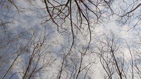 Worm’s-eye view of trees without leaves. Deciduous forest view of rubber plantation in autumn. The calm scenery of trees.