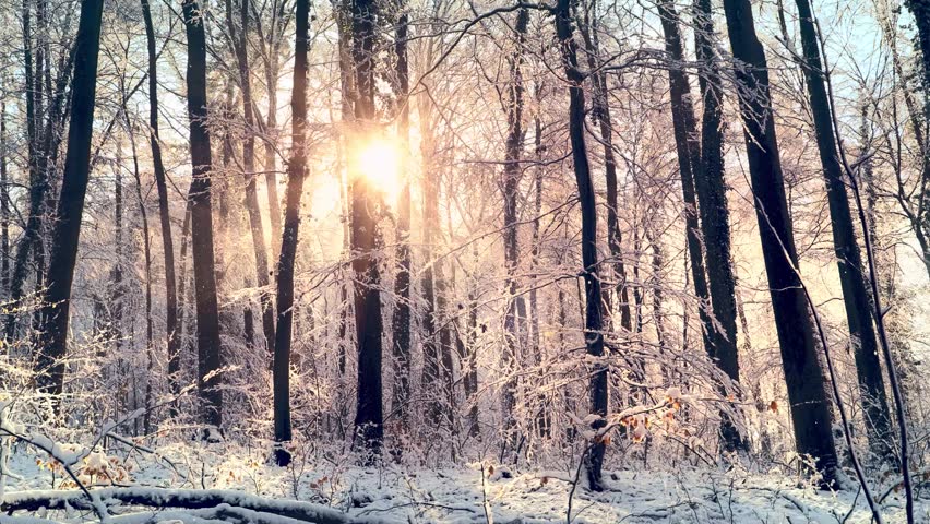 Enchanting winter scene in a forest with melting snow falling off the trees in front of the beautiful gold sun | Shutterstock HD Video #1099548473