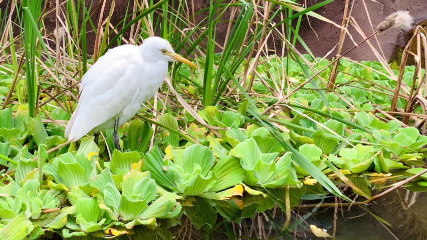Egret looking for prey among the duckweed on the lake.