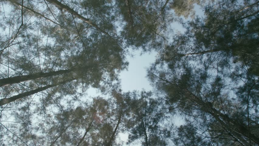 Wild pine forest under the trees. Moving between trees on a beautiful sunny morning just after sunrise. The camera moves between the tree, look up in the sky.