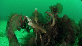 Crab nestled among marine vegetation in Barents Sea on Novaya Zemlya. Plethora of videos in vast archive of footage about crabs and other inhabitants of amazing marine world.