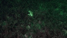 Crab obscured among marine plants in oceanic environment of Barents Sea. Vast collection of videos in a huge archive of footage about crabs and other residents of the amazing underwater world.