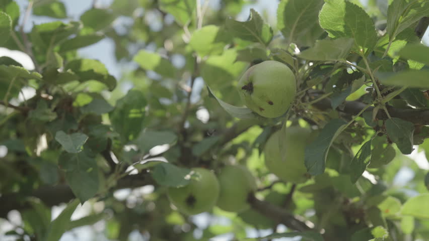 Slow motion handheld shot of big apples on apple tree with sun peeking through leaves | Shutterstock HD Video #1099553235