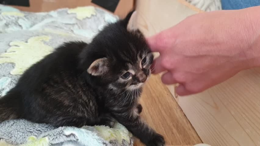 small kitten snuggles with owner