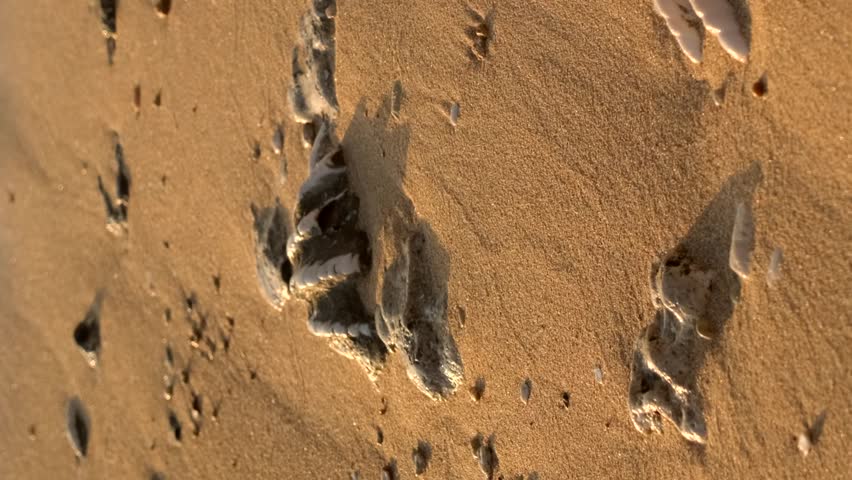 Vertical video, Close-up of the fossilized tridacna clam shell on a coral-sandy beach in the surf zone. Slow motion 
