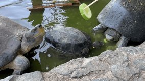 People at the zoo feed water turtles with vegetables. Slow motion video in 4K. High quality 4k footage