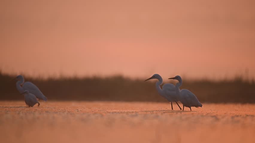 Flock of Great Egrets Fishing in Sunrise