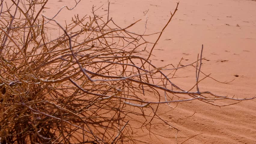 Woody plant shrub growing in hostile environment of Wadi Rum desert with branches fluttering in breeze against red sand in Jordan Royalty-Free Stock Footage #1099558257