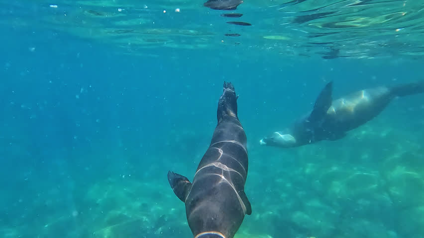 Sea Lions Swimming Under The Deep Blue Sea With Rocky Seabed In Baja California, Mexico. - underwater