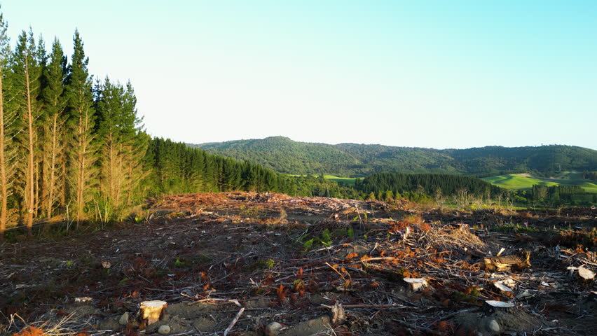Deforestation in pristine environment, drone view of permanent ecological damage
