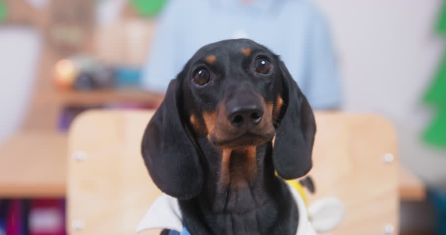 Portrait of a stupid dog looks attentively with miserable eyes swallows saliva. ouching dachshund childish psychological trauma mistrust puppy development training student syndrome anxiety Royalty-Free Stock Footage #1099561733