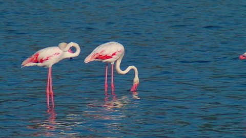 Flamingos - Italy Sardegna