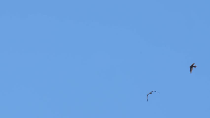 northern goshawk and osprey in  sky