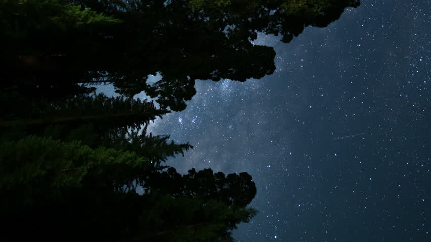 Sequoia Vertical Shot Milky Way Galaxy Over The Foret General Grant Grove Sequoia and Kings Canyon National Park California USA Astrophotography Time Lapse