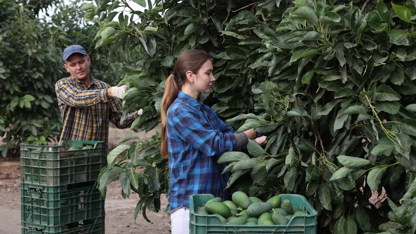 Focused European female picking ripe organic avocados in plastic container box in orchard or on farm on fall day | Shutterstock HD Video #1099570675