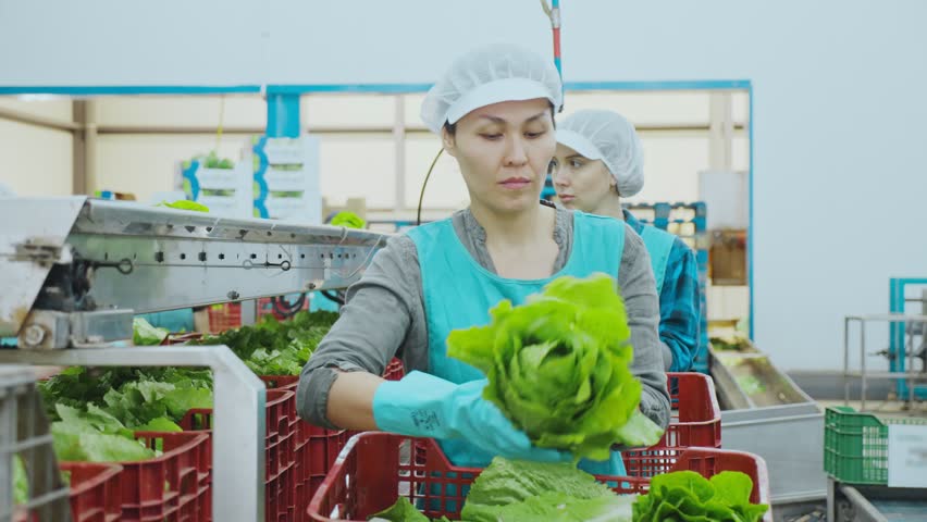 Experienced female employee of factory for sorting and processing agricultural products working near conveyor line, packing selected green lettuce into veg delivery boxes Royalty-Free Stock Footage #1099570711