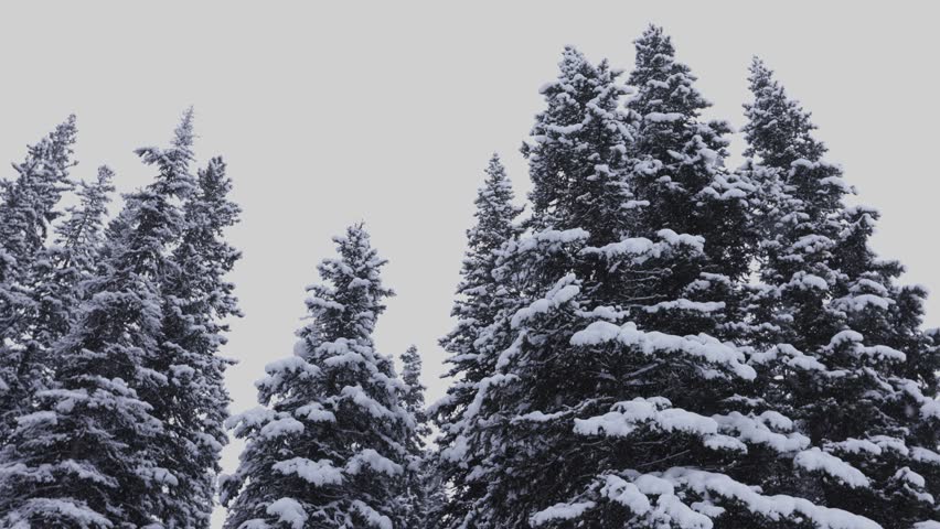 Banff National Park, Forest in Winter Storm, 4K