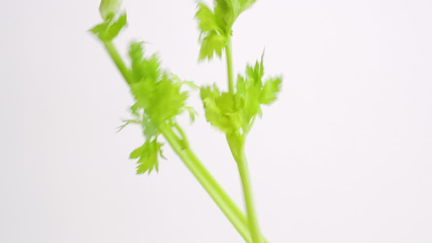 Blender with ingredients close up on white background. Celery