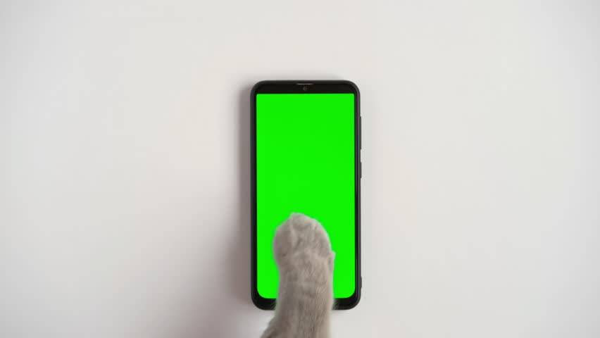 Cat paw touching, clicking, tapping and swiping phone with chromakey screen. Feline Paw typing smartphone with green background. Close-up. Chroma key vertical mock up for advertising. Cat using phone | Shutterstock HD Video #1099576991