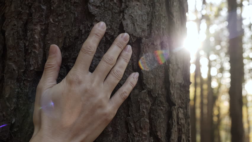 Female Hand Touching and Stroking Bark of Pine Tree in Forest. Hand Touching Old Majestic Oak Tree. Loving Nature. Harmony Calm Relaxation. Save Earth Green Planet . Royalty-Free Stock Footage #1099579987