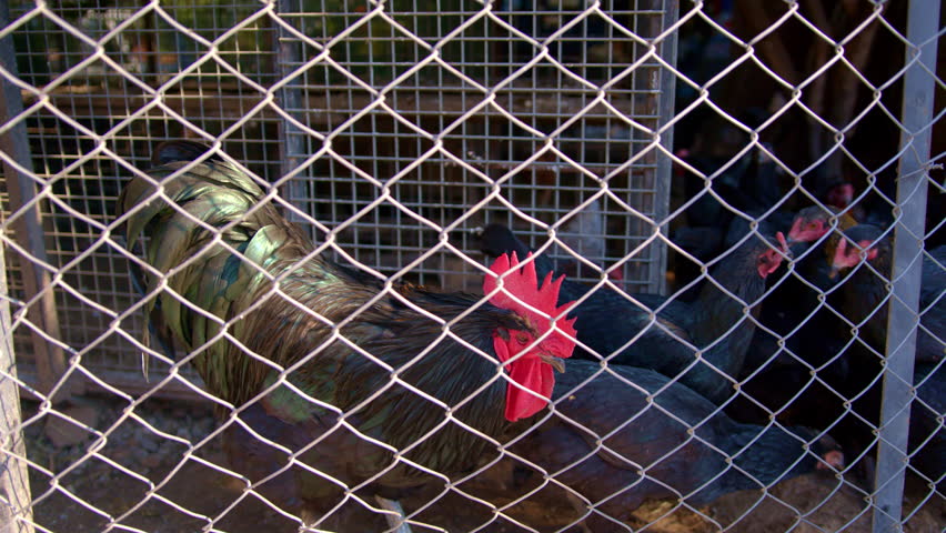 The rooster walks around the aviary. Poultry lives in an aviary in nature. Chickens behind the fence