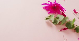 Video of pink flowers with copy space on pink background. Mothers day, nature and spring concept.