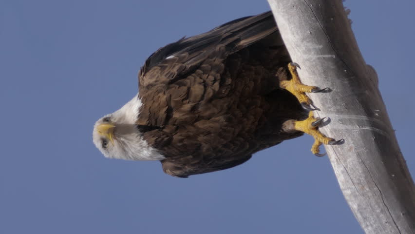 Vertical Video Bald Eagle Perched and Looking Around