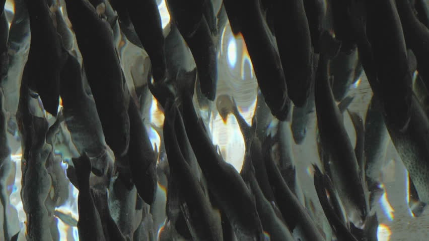 Vertical Video School of Rainbow Trout at Fish Hatchery