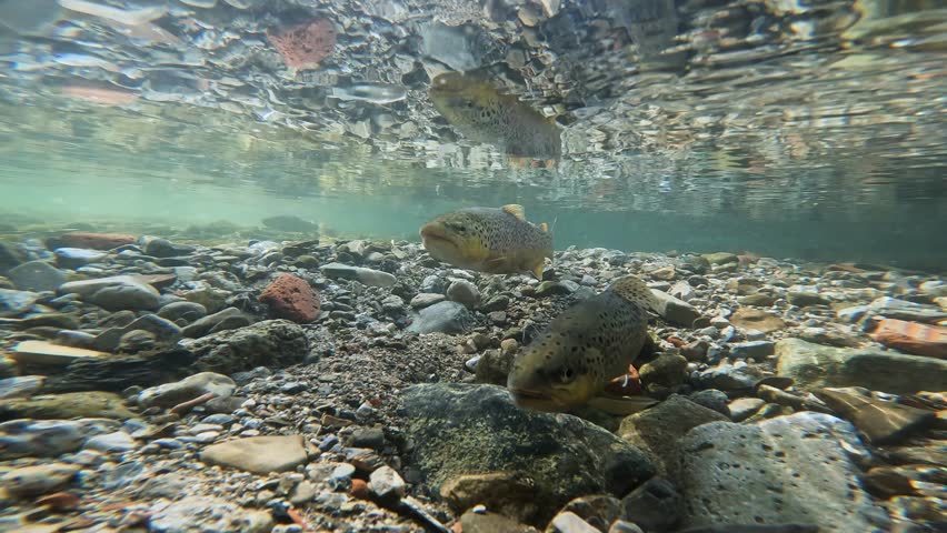 Underwater footage of spawning Brown Trout (Salmo trutta morpha fario). Swimming wild Brown Trout. Live in the river habitat. Underwater mountain creek, natural light. Royalty-Free Stock Footage #1099588615