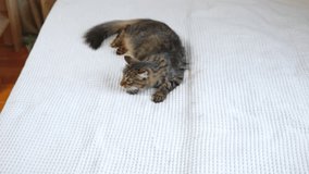 Happy Cat Family Plays Together. Mother Cat and Little Baby Kitten playing with each other on the White Blanket of Bedroom. Love to Animals. Lifestyle. Pet Feeding. Funny Video Kitten Attack his Mom