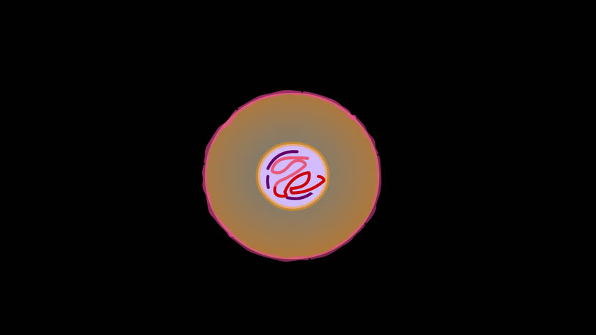Cell division, stages of mitosis phases, loop cycle life animation. Anaphase, telophase, metaphase, pro metaphase, prophase, prometaphase, cytokinesis diagram, steps footage. Transparent back video