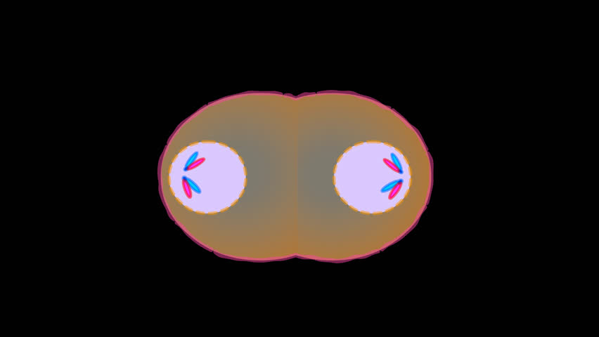 Cell division, stages of mitosis phases, loop cycle life animation. Anaphase, telophase, metaphase, pro metaphase, prophase, prometaphase, cytokinesis diagram, steps footage. Transparent back video