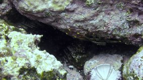 Flounder fish swims away rapidly underwater on background of floating divers on sandy bottom of volcanic origin in Atlantic ocean. Camouflage grey of plaice, flatfish on seabed of La Palma.