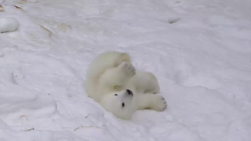 Polar bear cub in snow Royalty-Free Stock Footage #1099595535