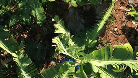 banana plants aerial video. banana-growing regions. environmental issues - banana industry consumes a lot of agrochemicals. moderately sustainable banana production. bananas imports and exports