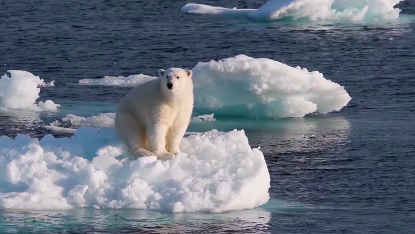 Close-up of an adult polar bear sitting on an iceberg on a sunset day. | Shutterstock HD Video #1099601043