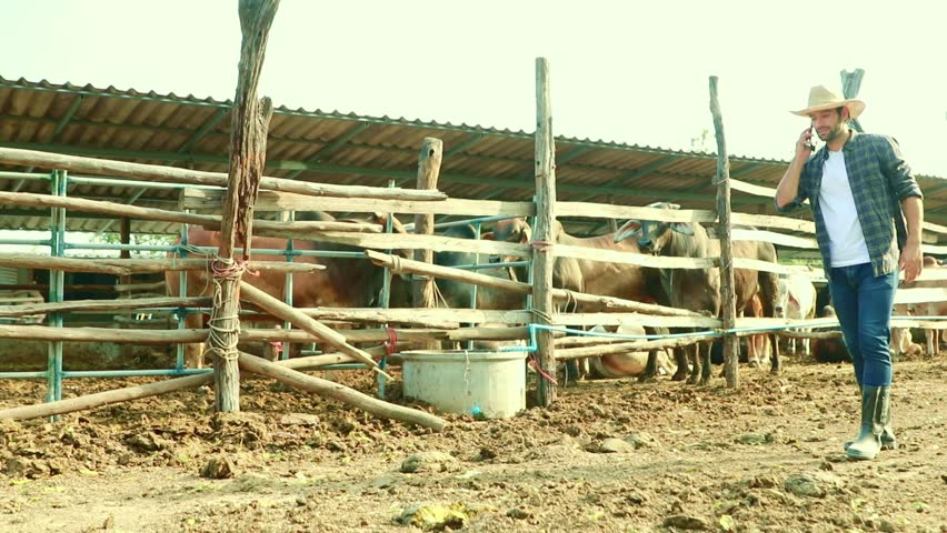 Male farmers talking smartphones patrolling the cow shed unfortunately accidentally stepped on wet cow dung and smeared their boots, dirty their shoes and passed by.