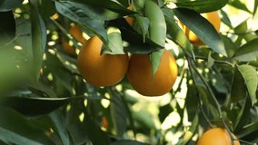 Close Up Female Hand Pluck An Orange From Tree. Farmer Woman Picks An Orange. Human, Person In Orange Garden Picks Oranges. Organic Food, Farming. Agriculture.
