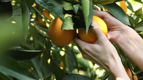 Close Up Female Hand Pluck An Orange From Tree. Farmer Woman Picks An Orange. Human, Person In Orange Garden Picks Oranges. Organic Food, Farming. Agriculture. Video Stok