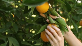 Close Up Female Hand Pluck An Orange From Tree. Farmer Woman Picks An Orange. Human, Person In Orange Garden Picks Oranges. Organic Food, Farming. Agriculture.