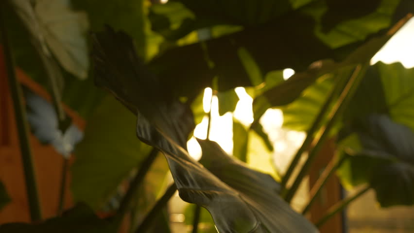 CLOSE UP, DOF: Big leaves of alocasia odora in beautiful sunlight in home jungle. Morning sun's rays peeping through lush foliage of tropical potted plant. Amazing leaf pattern of night-scented lily. Royalty-Free Stock Footage #1099604461