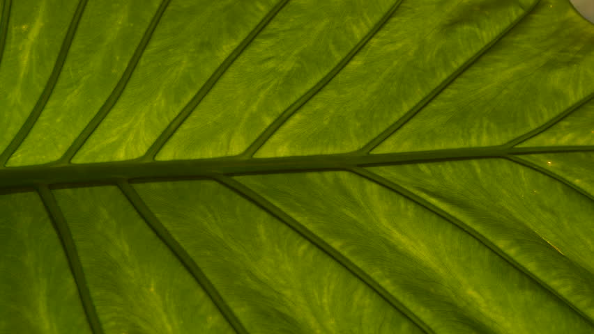 CLOSE UP: Amazing structure and vein pattern of vibrant green exotic flower leaf. Nicely visible midrib and veins of beautiful and big healthy leaf of alocasia odora growing in home indoor jungle. Royalty-Free Stock Footage #1099604463