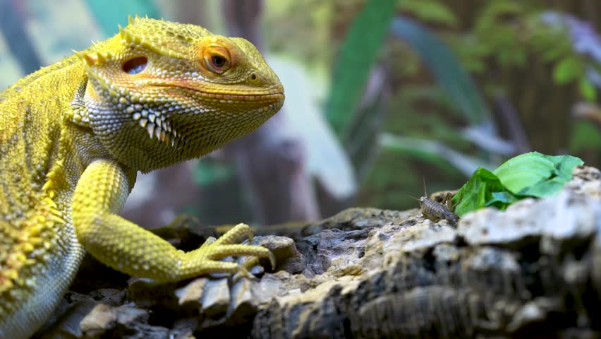 Pogona Vitticeps or Bearded Dragon Lizard Eating Feeder Crickets In Slow Motion Close-Up Macro Royalty-Free Stock Footage #1099608447