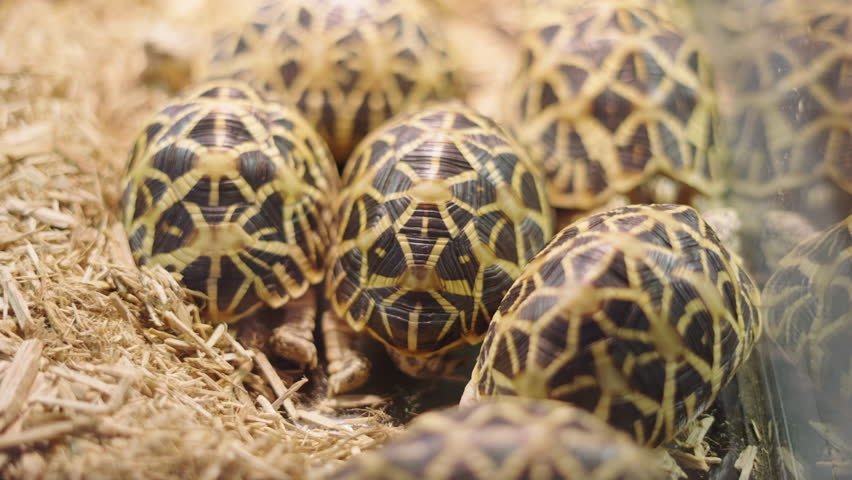 Cute Indian Star Tortoise Inside The Enclosure In A Pet Shop. Close up | Shutterstock HD Video #1099608493