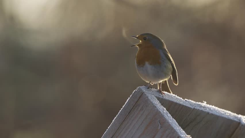 Slowmotion shot of a Robin Red Brest opening beak and breathing and then flying off Royalty-Free Stock Footage #1099608799