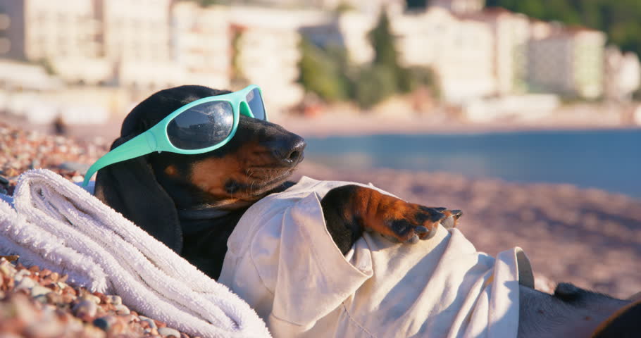 Worried dog in sunglasses lies on beach by sea nervously looks around fussing anxious looking out. Hyperactive dachshund basking in sun sunbathing. Anxiety inability to rest burnout relaxation nature | Shutterstock HD Video #1099611407