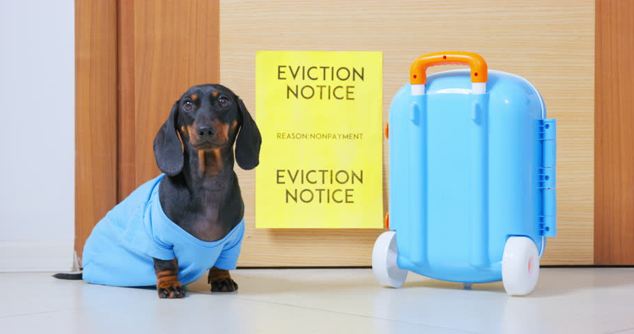 Confused dachshund sits near small blue suitcase and looks at yellow sign Eviction Notice. Domestic dog looks around with puzzled expression and runs away Royalty-Free Stock Footage #1099611805