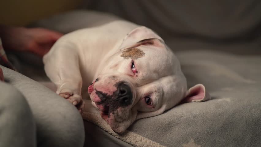 Woman petting her American Bulldog breed dog that sleeps on the couch in the house | Shutterstock HD Video #1099615205